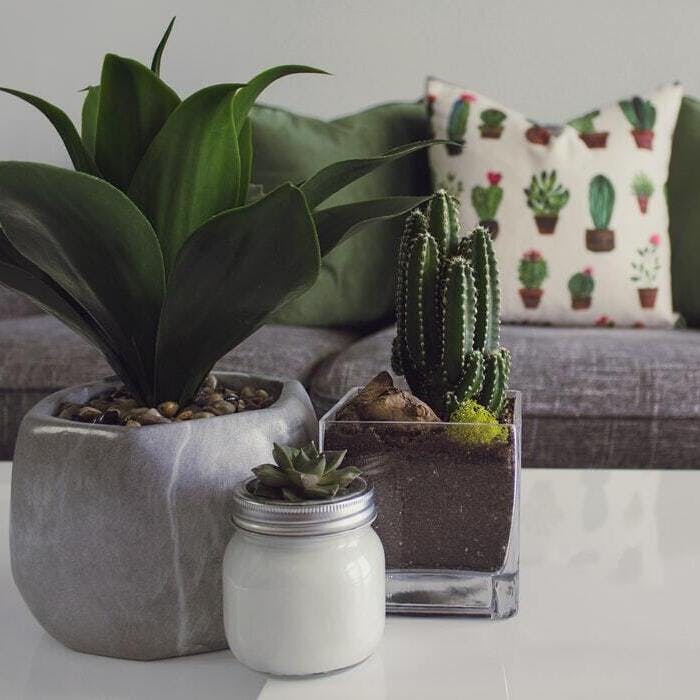 Flowerpot,Houseplant,Flower,Plant,Vase,Room,Terrestrial plant,Cactus,Interior design,Table
