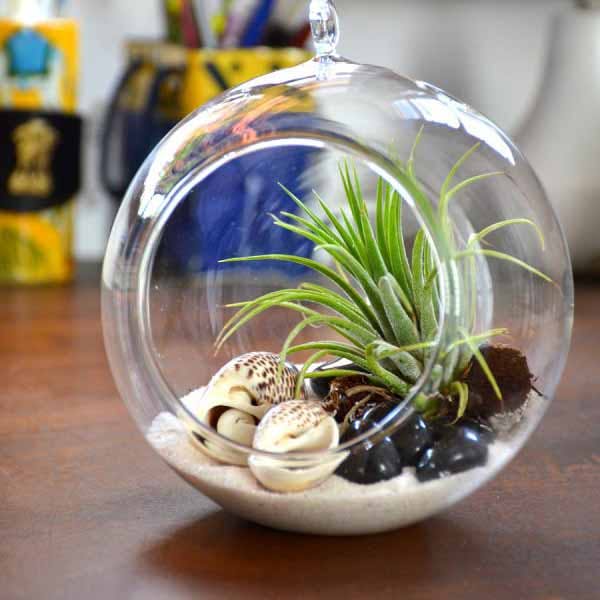 Glass,Aquarium,Glass bottle,Plant,Houseplant,Aquarium decor,Flowerpot,Flower,Ornament