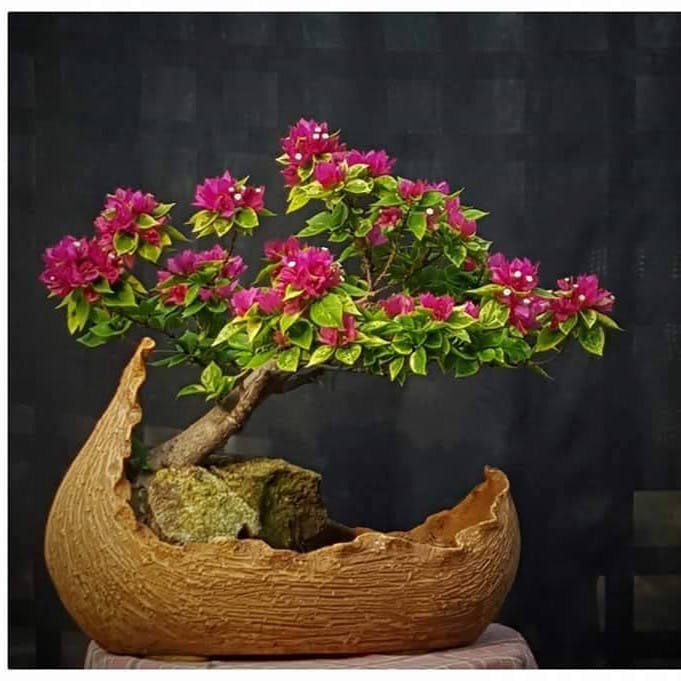 Flower,Plant,Flowerpot,Houseplant,Bougainvillea,Tree,Flowering plant,Azalea,Bonsai,Woody plant