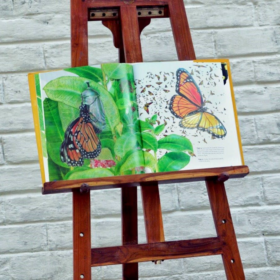 Easel,Table,Butterfly,Furniture,Stool,Wood,Art,Moths and butterflies
