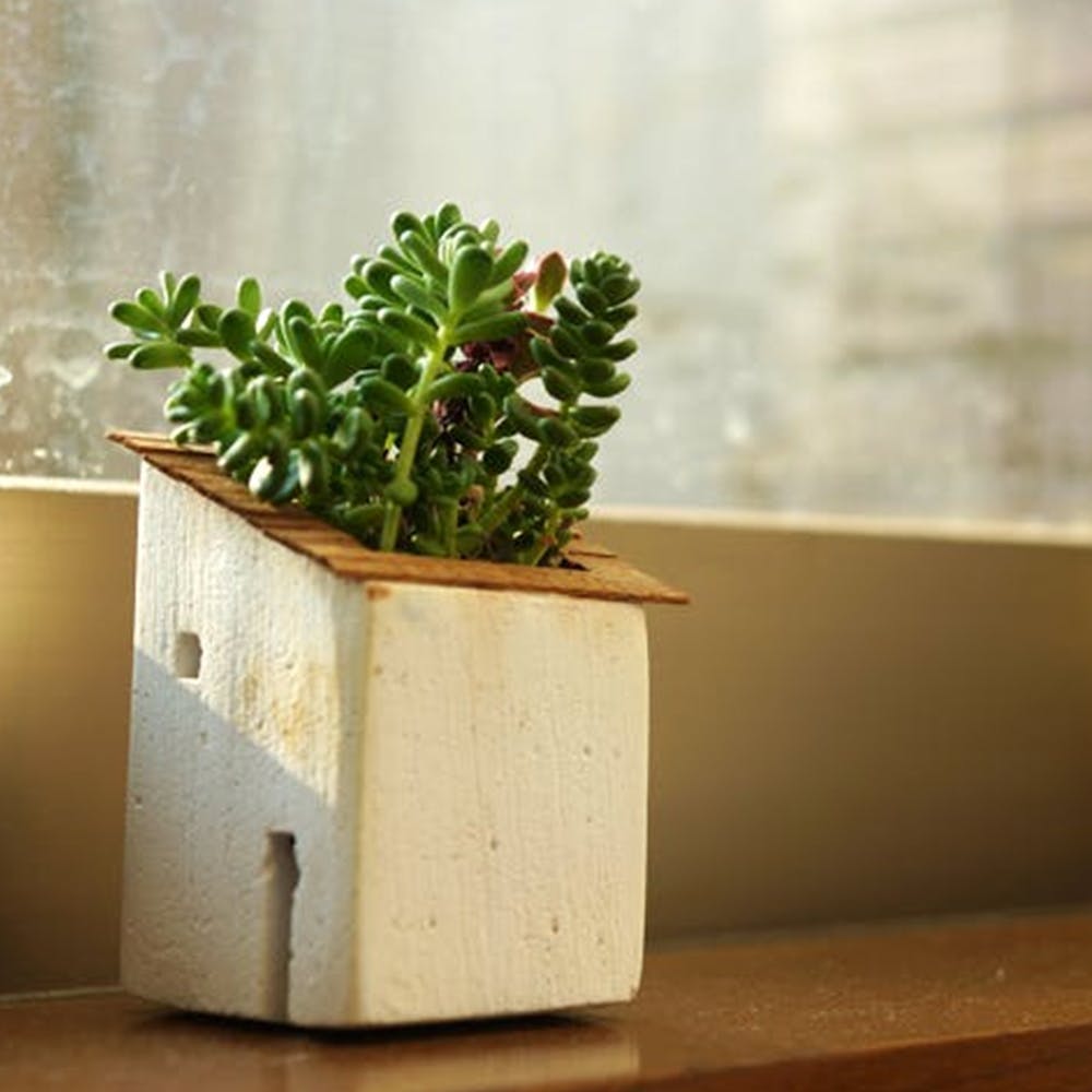 Flowerpot,Houseplant,Plant,Flower,Herb,Cactus,Succulent plant,Wood,Table,Shelf