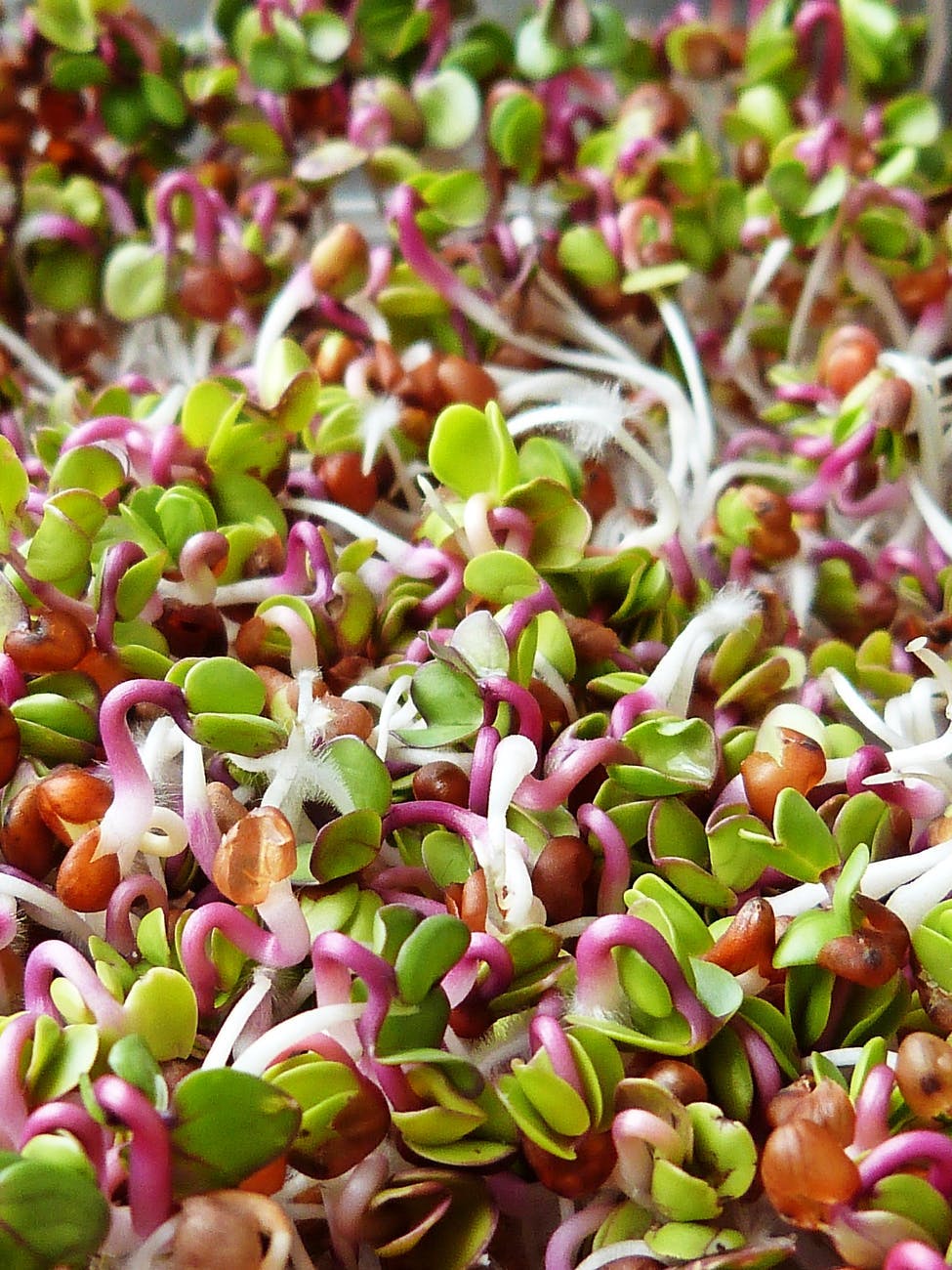 Plant,Alfalfa sprouts,Bean sprouts,Sprouting,Flowering plant,Flower,Alfalfa,Crop,Broccoli sprouts,Garden cress