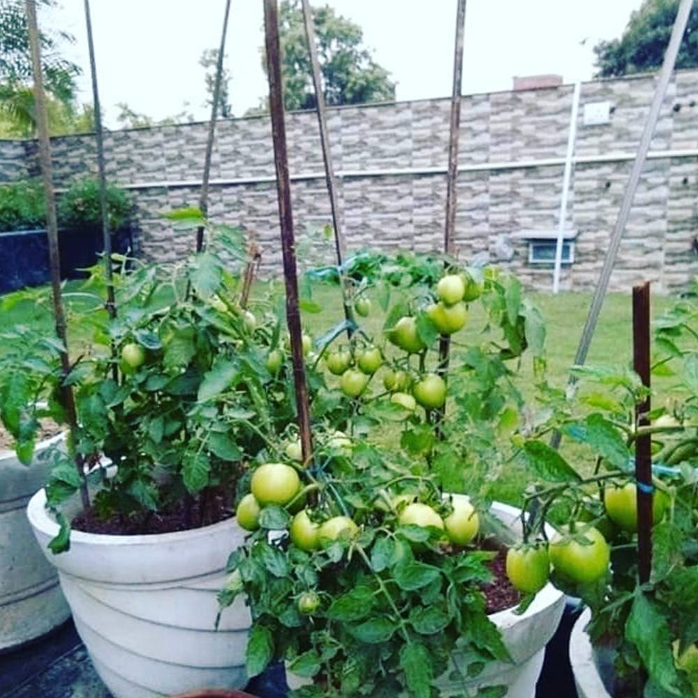 Plant,Solanum,Bush tomato,Flower,Tomato,Flowering plant,Houseplant,Cherry Tomatoes,Fruit,Tomatillo