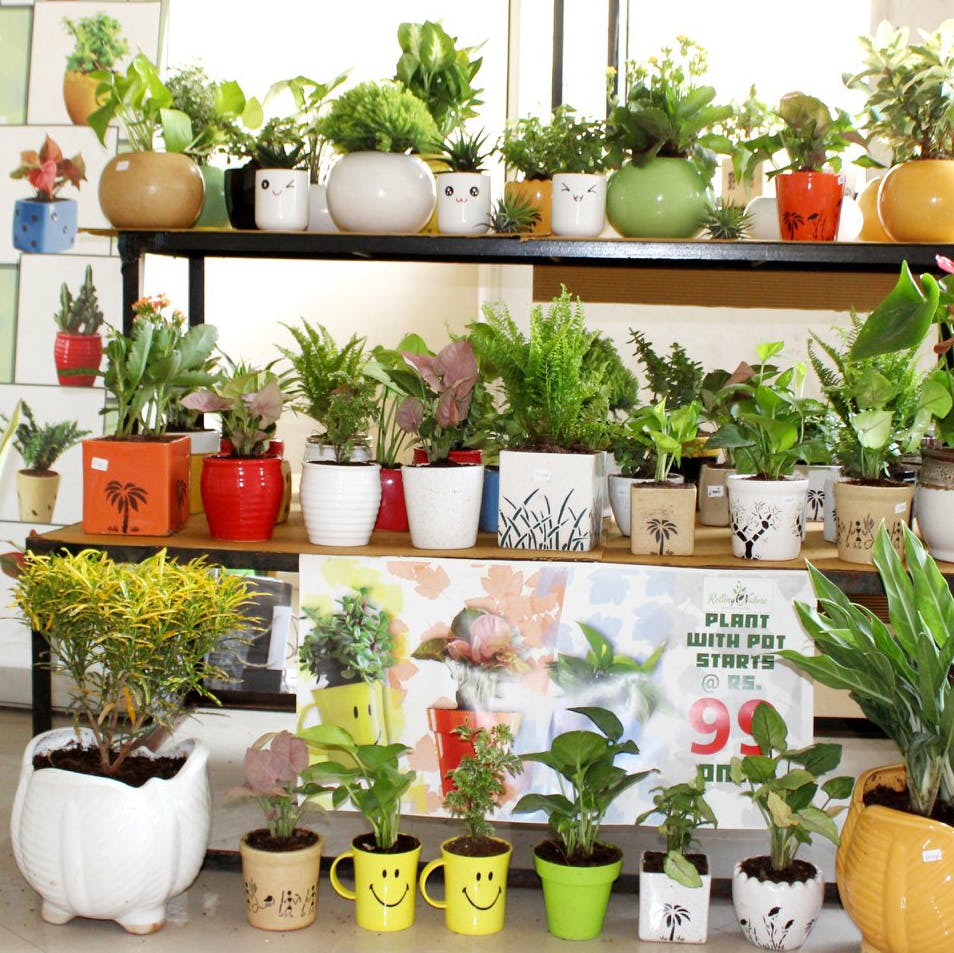 Flowerpot,Houseplant,Shelf,Plant,Shelving,Grass,Font,Herb,Room,Flower