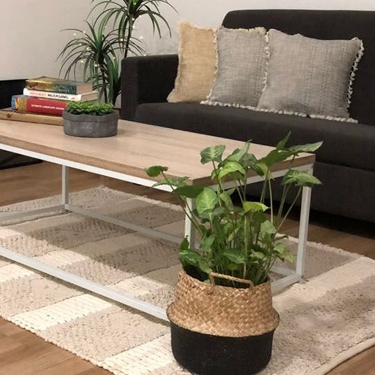 Houseplant,Coffee table,Furniture,Flowerpot,Table,Interior design,Plant,Room,Floor,Iron
