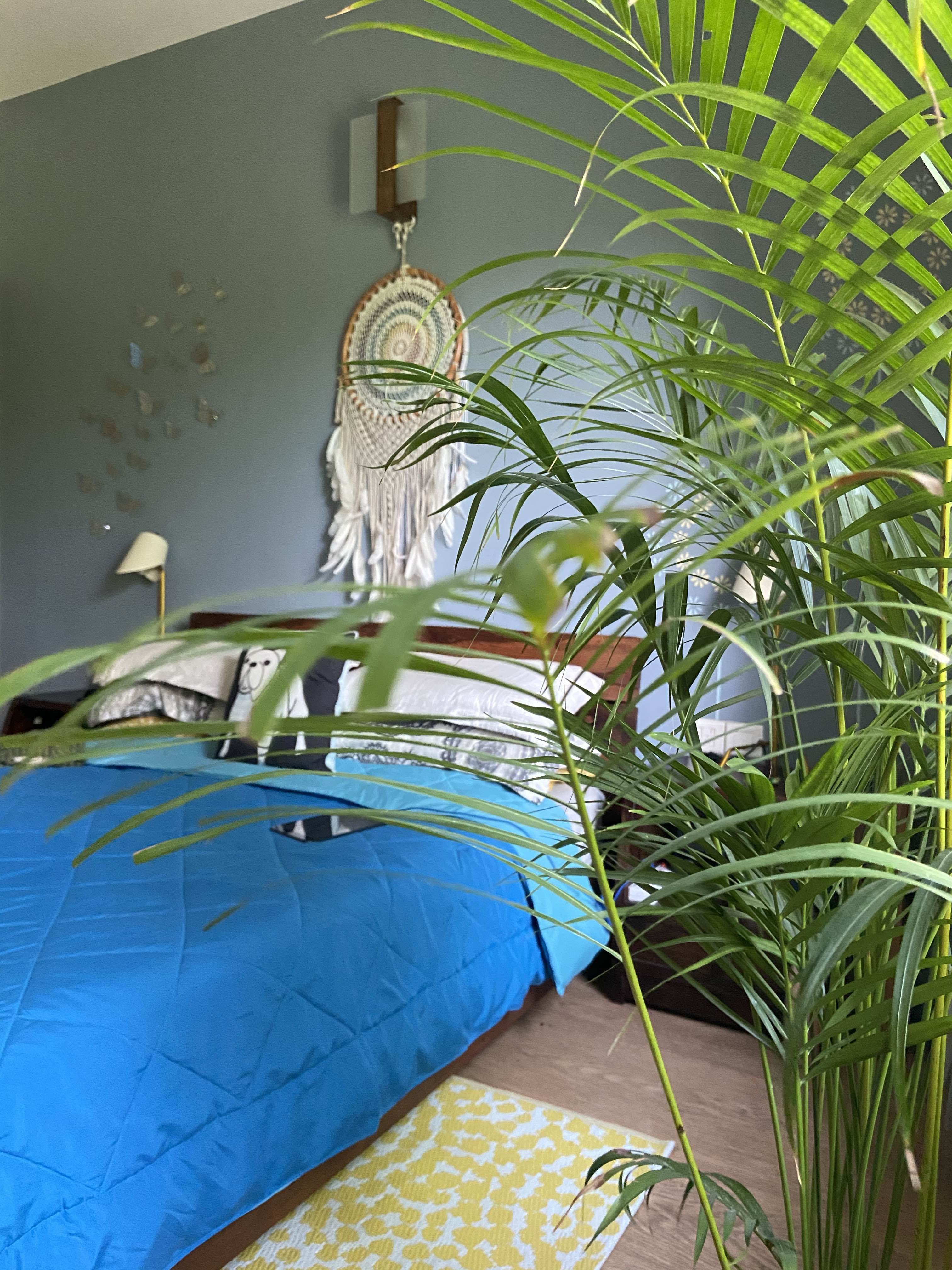 Green,Blue,Majorelle blue,Plant,Architecture,Grass,Leaf,Tree,Room,Grass family