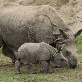 Rhinoceros,Vertebrate,Terrestrial animal,Mammal,White rhinoceros,Indian rhinoceros,Black rhinoceros,Wildlife,Horn,Snout
