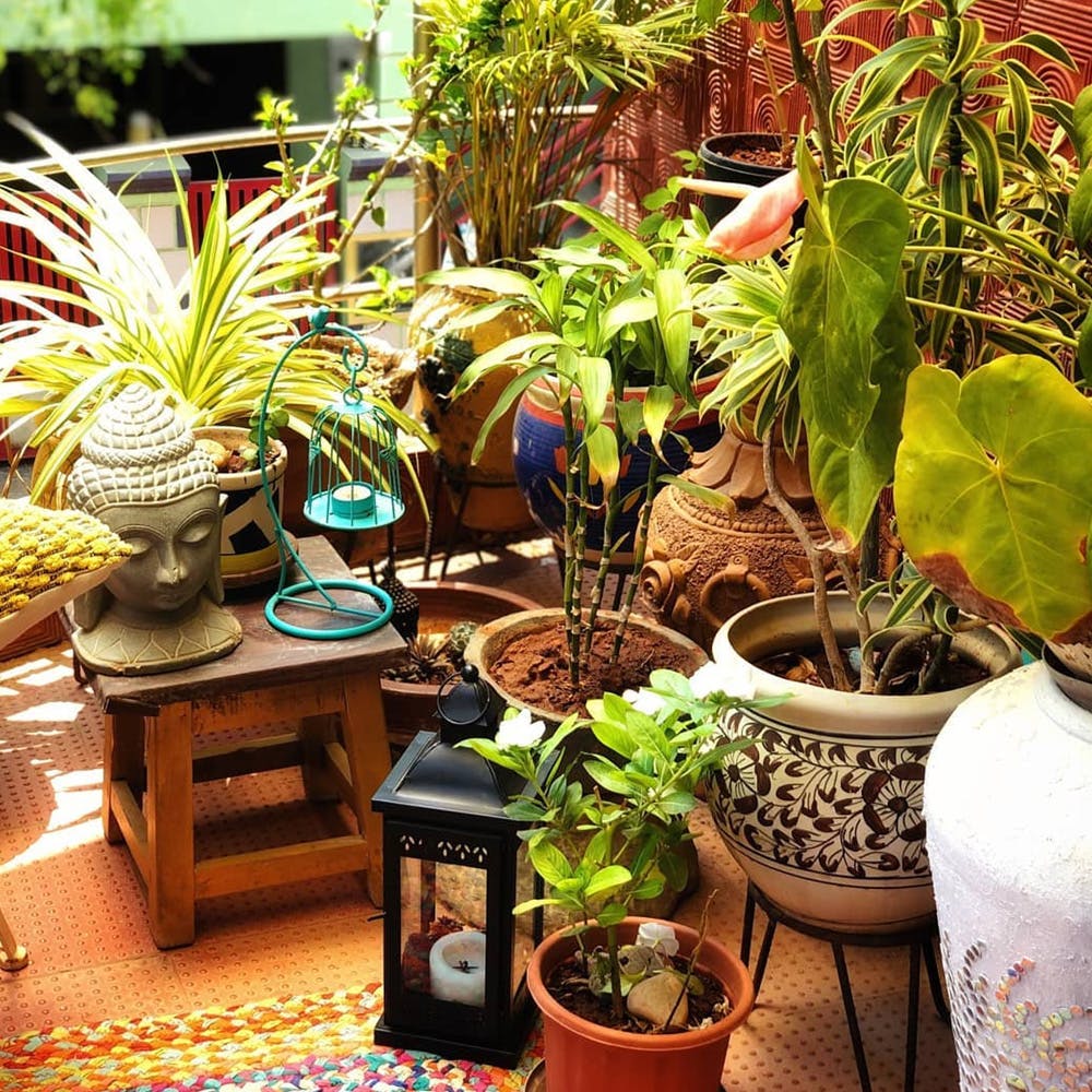Houseplant,Flowerpot,Plant,Flower,Herb,Garden,Room,Nepenthes