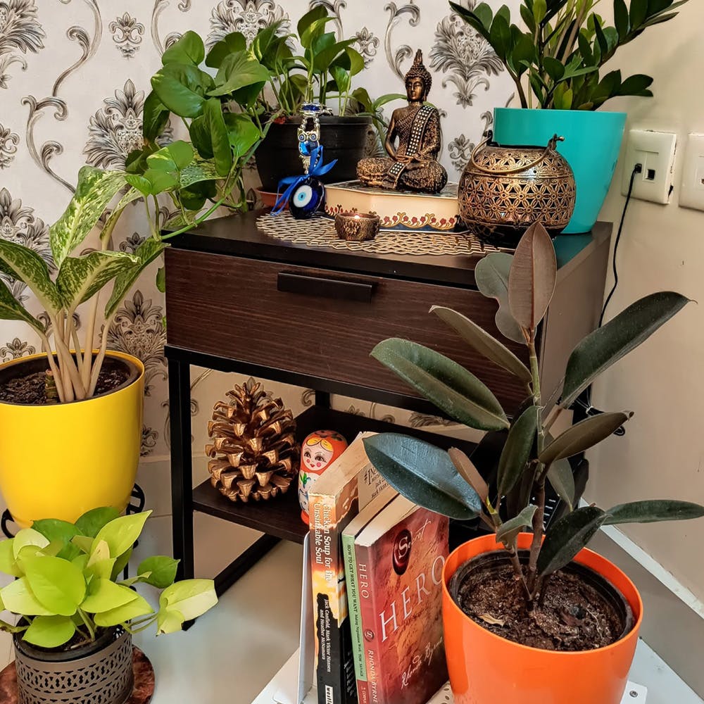 Houseplant,Flower,Flowerpot,Shelf,Plant,Room,Shelving,Herb,Furniture,Flowering plant