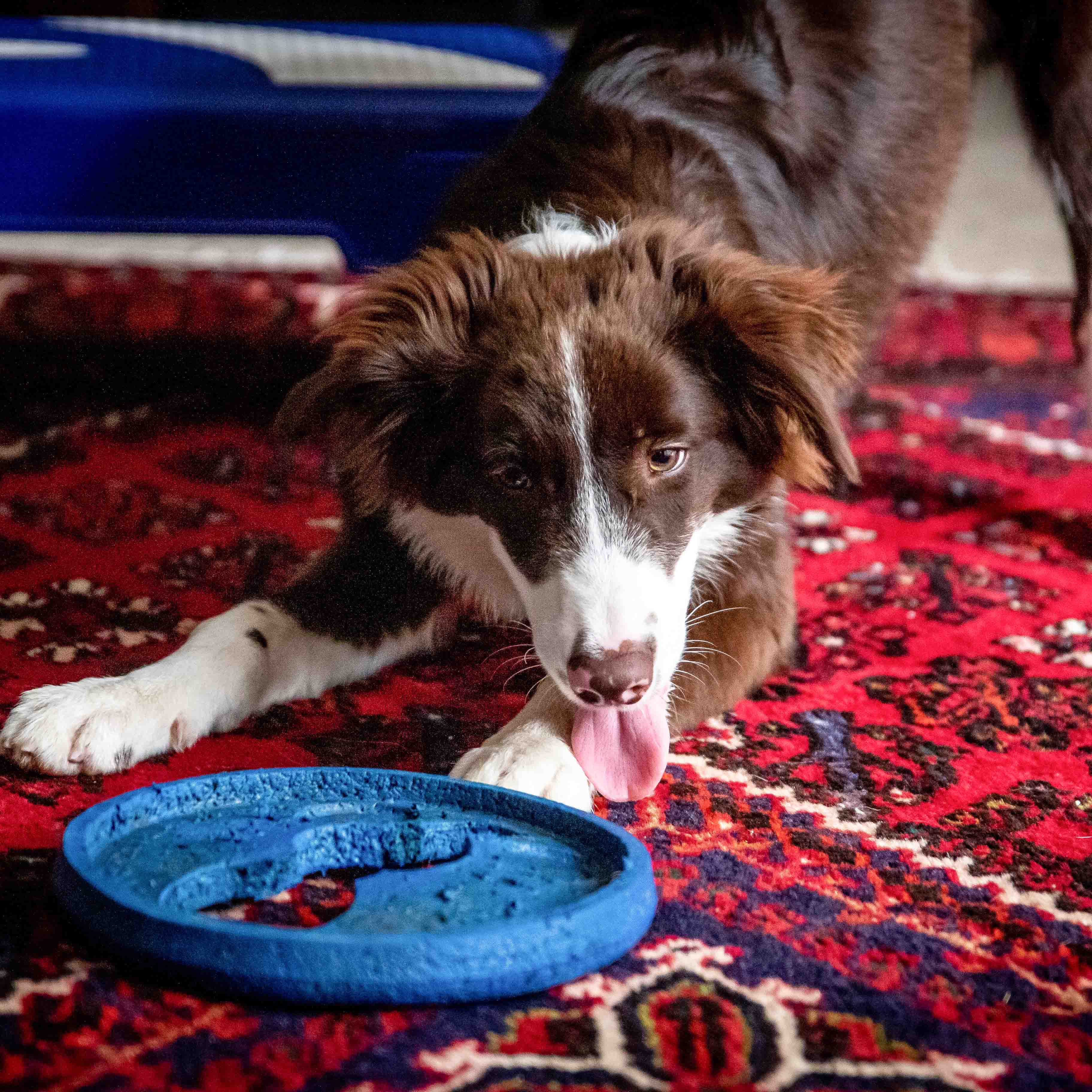 Dog,Canidae,Dog breed,Border collie,Carnivore,Dog toy,Companion dog,Sporting Group,Play,Working dog