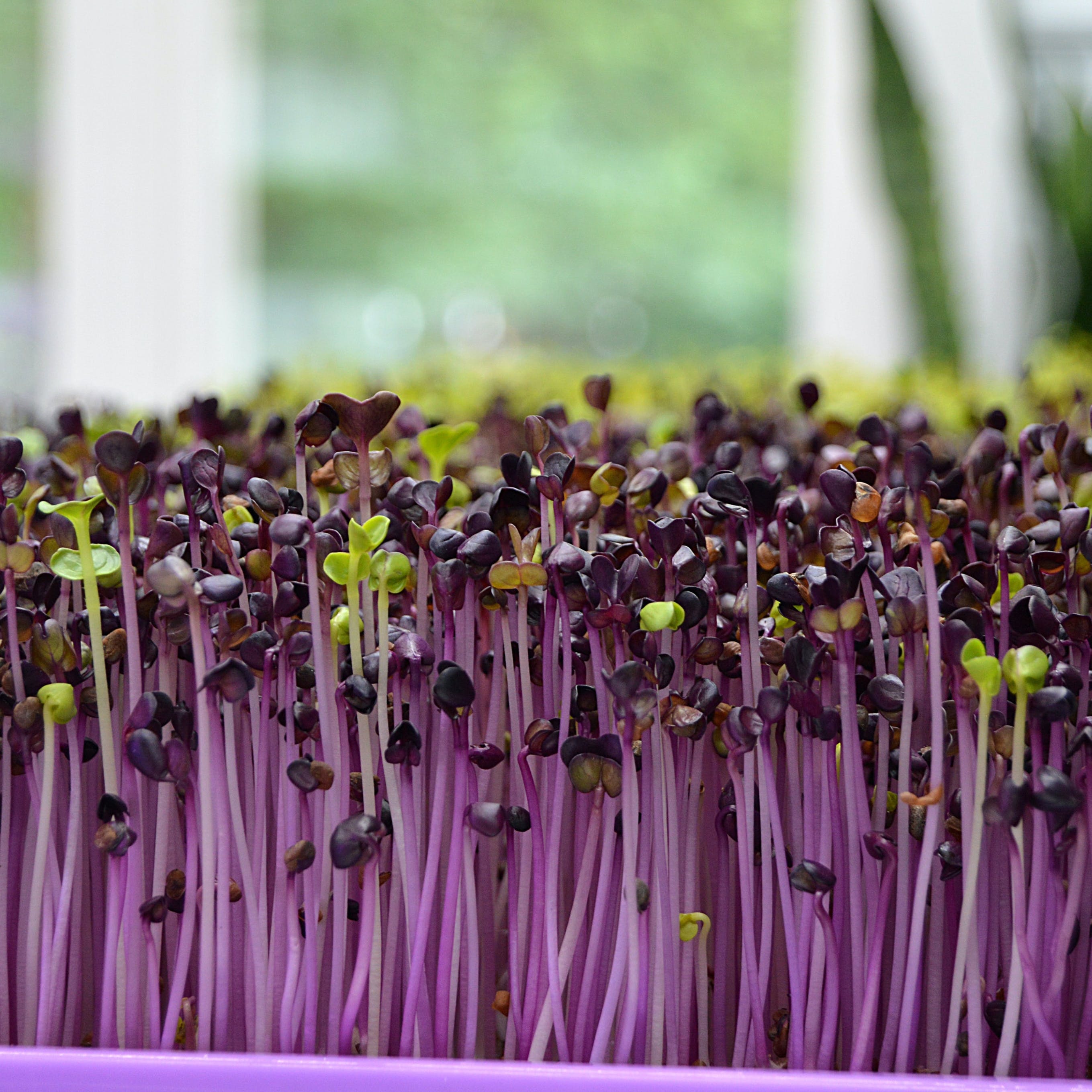 Lavender,Purple,Plant,Violet,Flower,Spring,Plant stem,Perennial plant