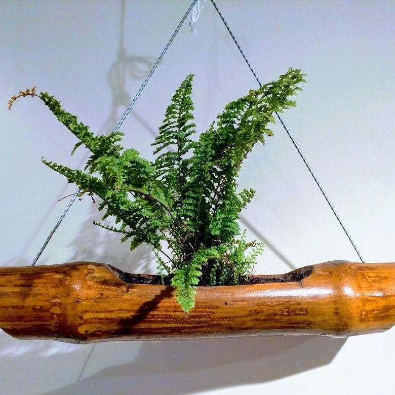 Ikebana,Plant,Tree,Houseplant,Vascular plant