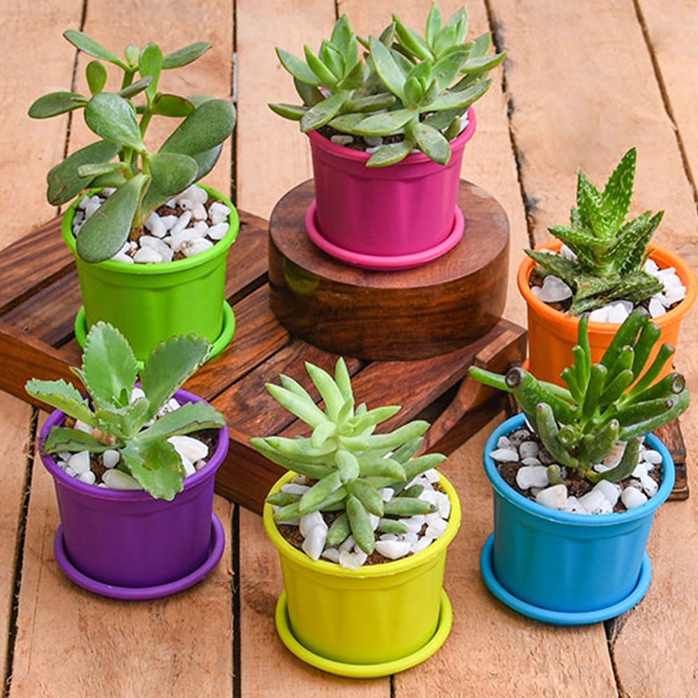 Pots, Plants & Décor: Get Garden Accessories Of All Kinds At These E-Stores