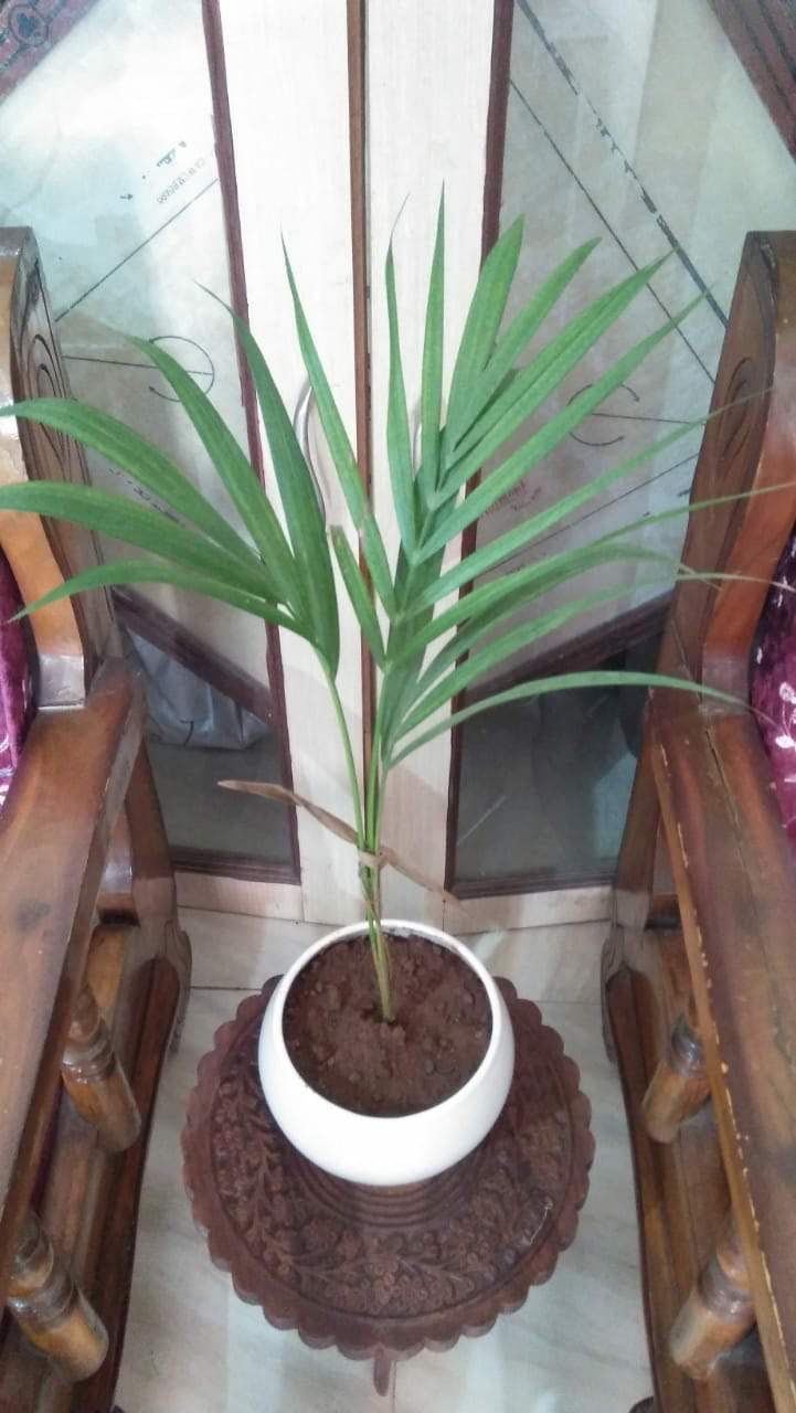 Houseplant,Plant,Flower,Arecales,Palm tree,Flowerpot,Date palm,Tree,Terrestrial plant,Yucca