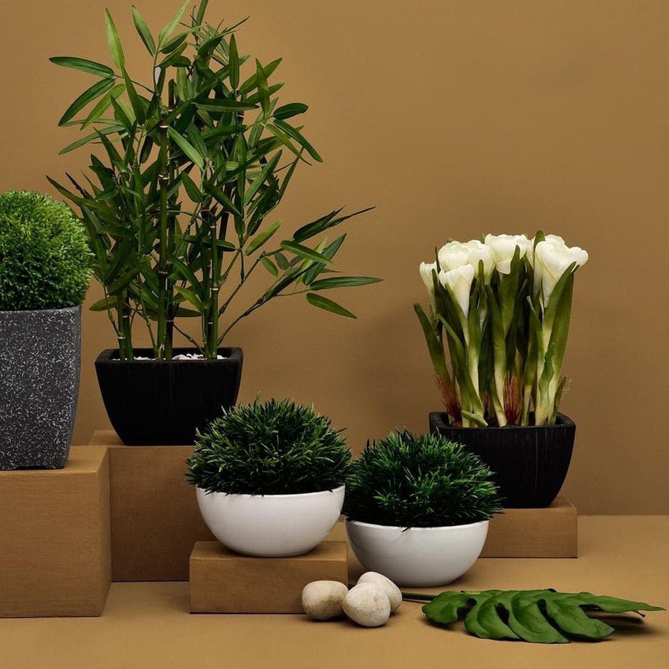 Flowerpot,Houseplant,Flower,Plant,Botany,Interior design,Grass,Room,Vase,Ceramic