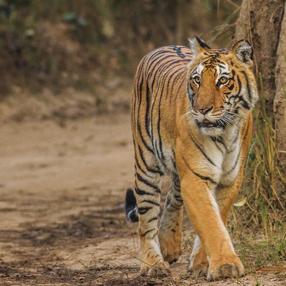 Tiger,Wildlife,Mammal,Terrestrial animal,Vertebrate,Bengal tiger,Felidae,Siberian tiger,Whiskers,Carnivore
