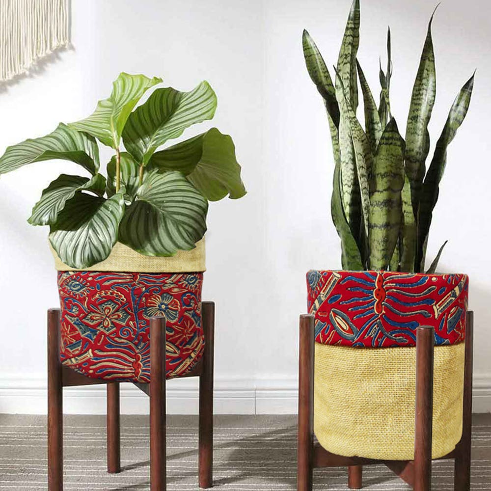 Houseplant,Flowerpot,Leaf,Plant,Cactus,Botany,Flower,Furniture,Table,Chair