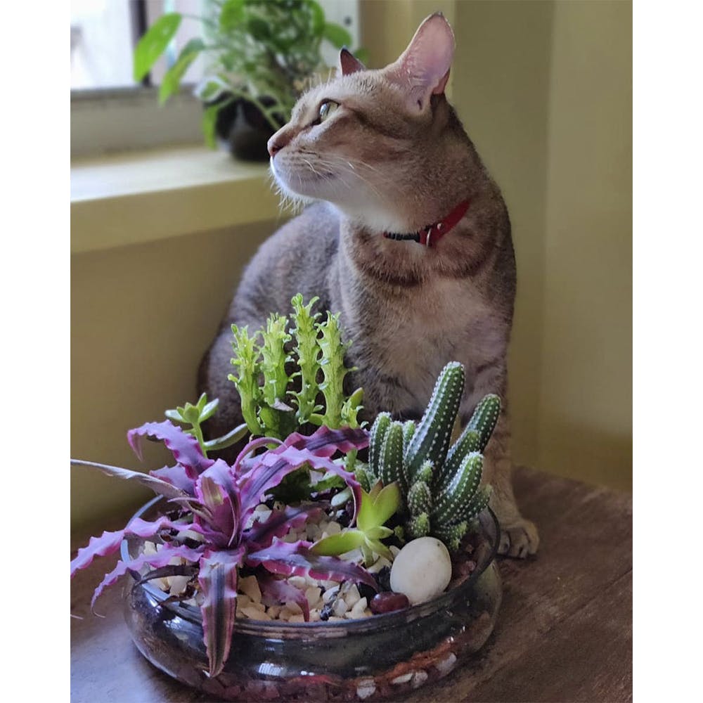 Cat,Flowerpot,Small to medium-sized cats,Felidae,Flower,Plant,Houseplant,Whiskers,European shorthair,Carnivore