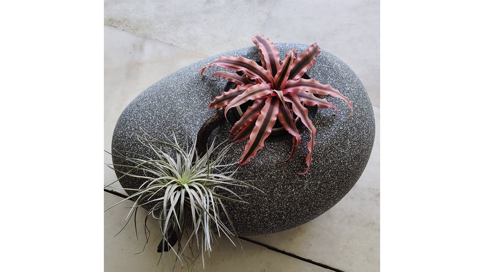 Get Terrariums From The Green Bowl LBB, Mumbai