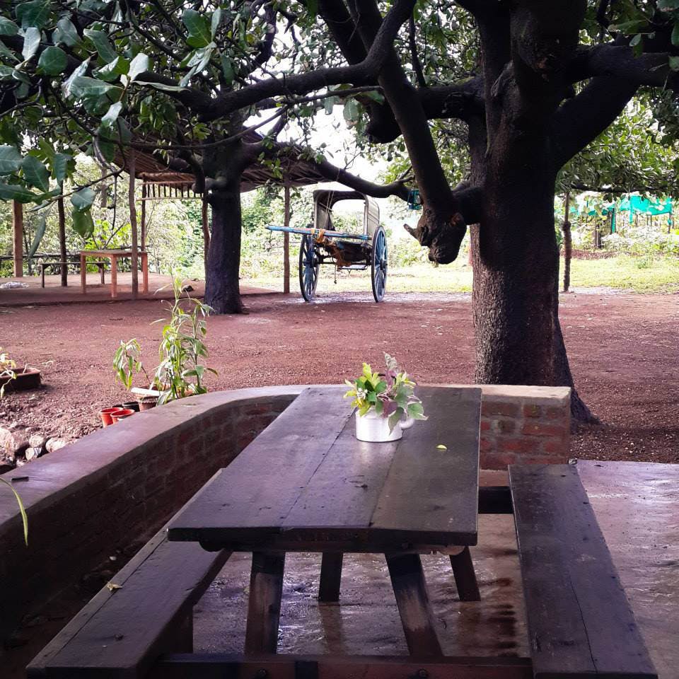 Tree,Table,Morning,Botany,Furniture,Picnic table,House,Plant,Adaptation,Branch
