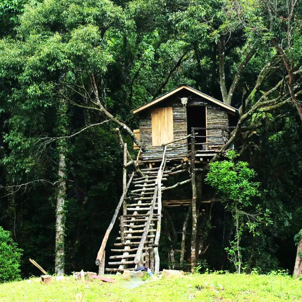 Jungle,Nature reserve,Tree,Forest,Tree house,House,State park,Rainforest,Cottage,Valdivian temperate rain forest