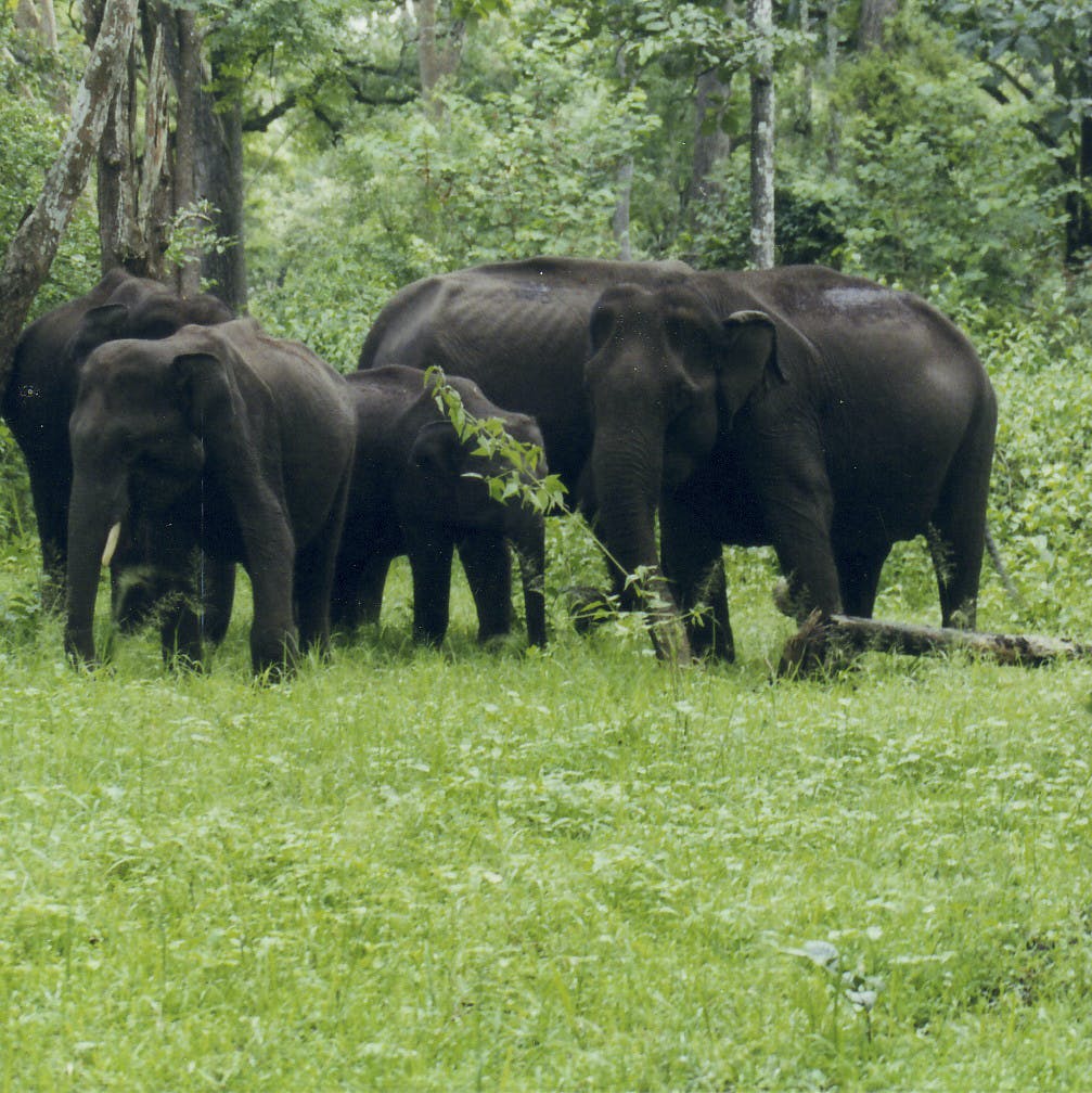 Terrestrial animal,Elephant,Vertebrate,Wildlife,Mammal,Elephants and Mammoths,Nature reserve,Indian elephant,Natural landscape,Grass