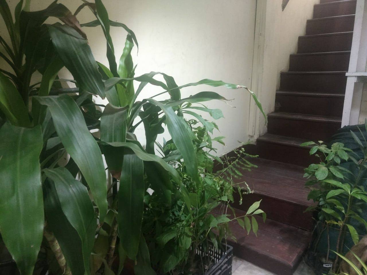 Buy Flower Seeds From Suttons LBB, Kolkata