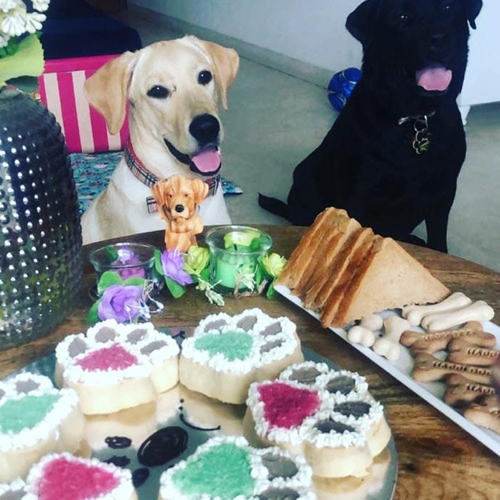 Cake Ideas For Dogs