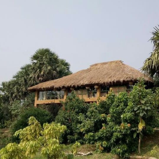 Thatching,Property,Hut,House,Roof,Home,Jungle,Rural area,Building,Tree