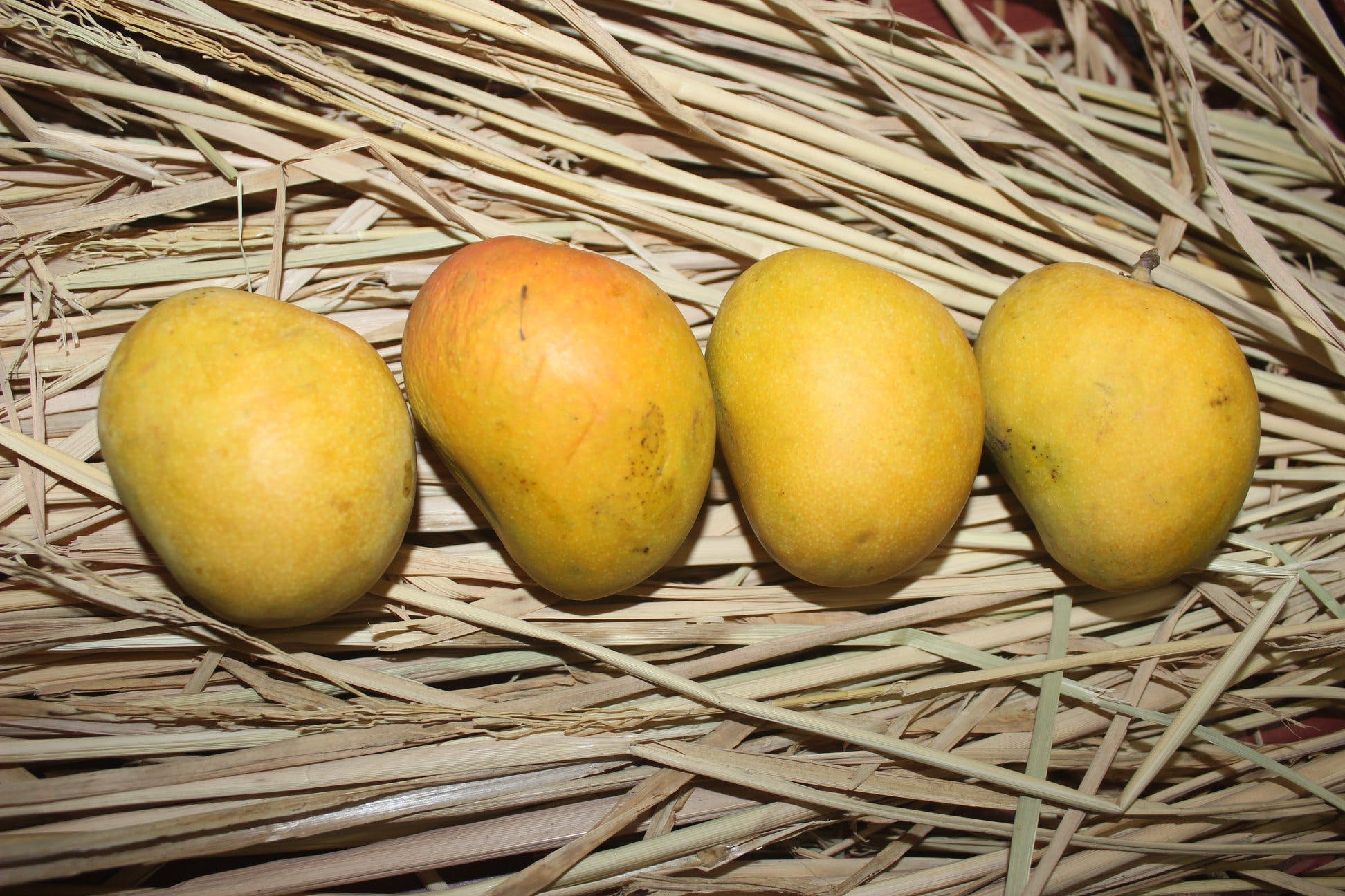 Buy Mangoes Online From Alphonsomango LBB