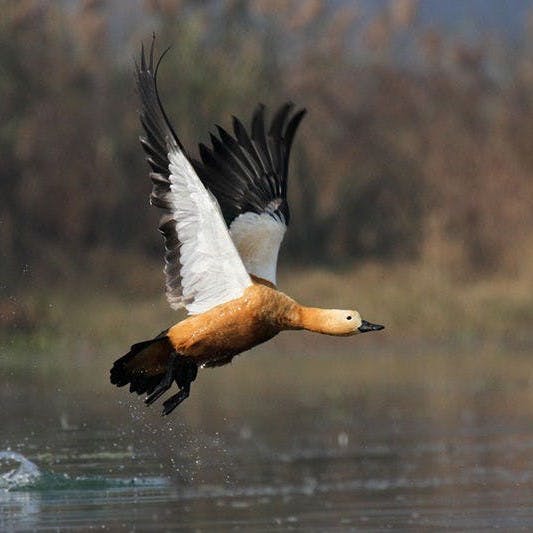 Bird,Vertebrate,Canada goose,Beak,Water bird,Duck,Wildlife,Waterfowl,Wing,Ducks, geese and swans