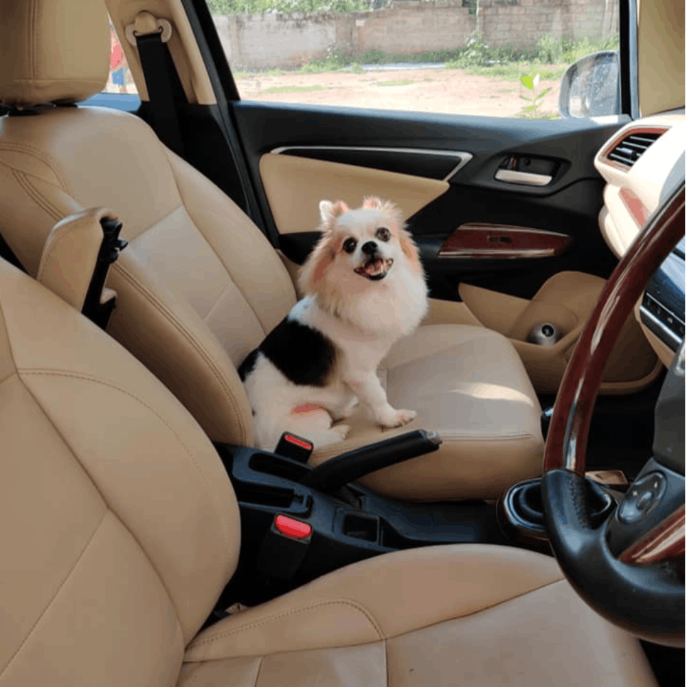 Car seat cover,Car seat,Vehicle,Car,Seat belt,Luxury vehicle,Canidae,Family car,Vehicle door,Auto part