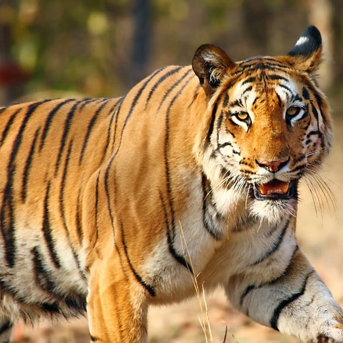 Tiger,Nature,Bengal tiger,Natural environment,Skin,Carnivore,Organism,Siberian tiger,Vertebrate,Whiskers