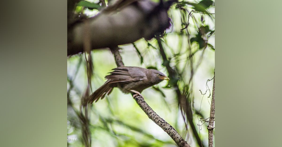 Go Birdwatching At Chintamoni Kar Bird Sanctuary LBB