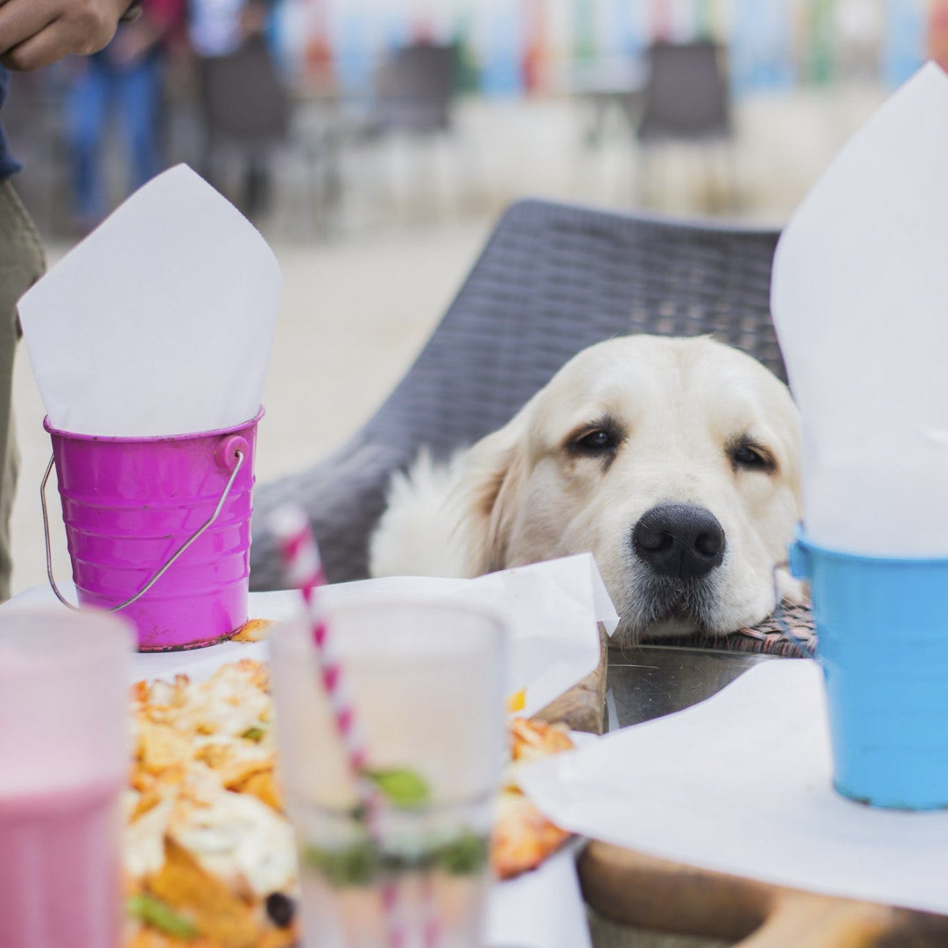 Pet Friendly Restaurants In Bangalore LBB, Bangalore