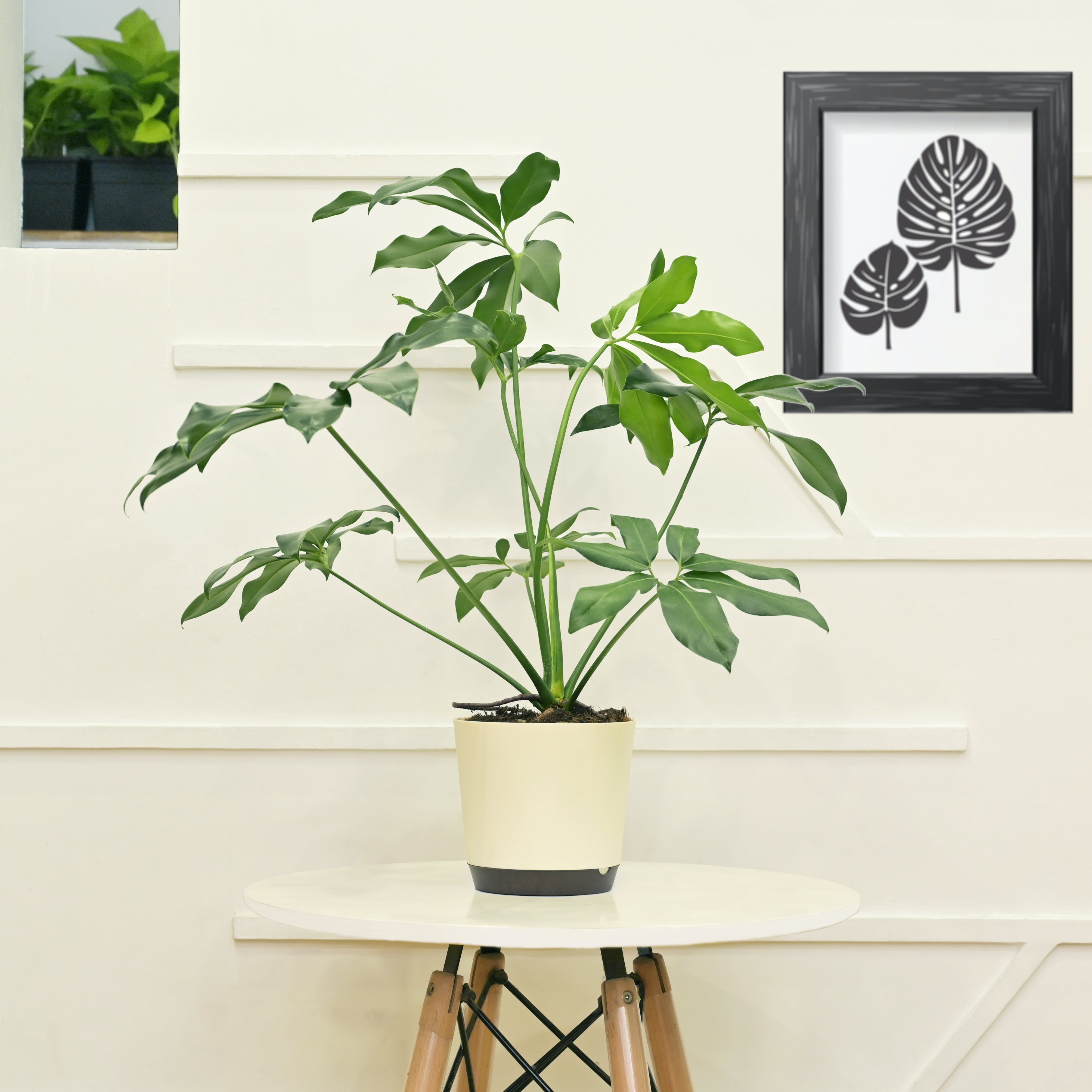 Leaf,Wall,Flowerpot,Botany,Invertebrate,Houseplant,Interior design,Design,Vase,Plant stem