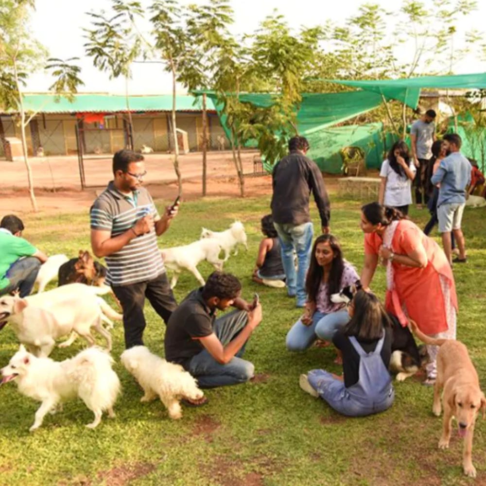 Check Out Happy Dogs Kennel In Khanapur | LBB, Hyderabad