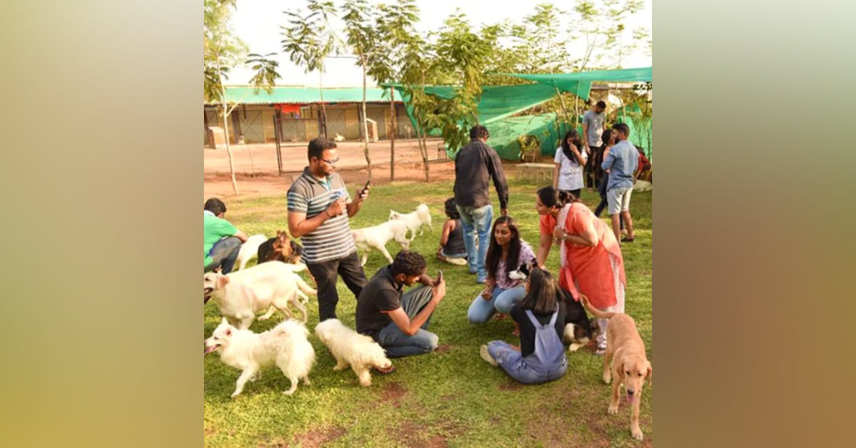 Happy online dogs kennel