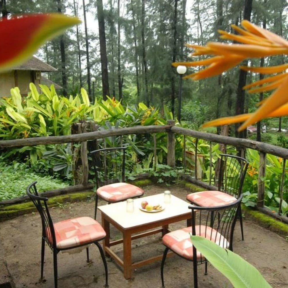 Table,Furniture,Outdoor furniture,Outdoor table,Botany,Garden,Chair,Produce,Vascular plant,Backyard