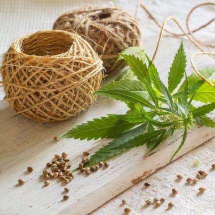 Ingredient,Hemp,Fines herbes,Herb,Flowering plant,Coriander,Twine,Natural foods,Hemp family,Fiber