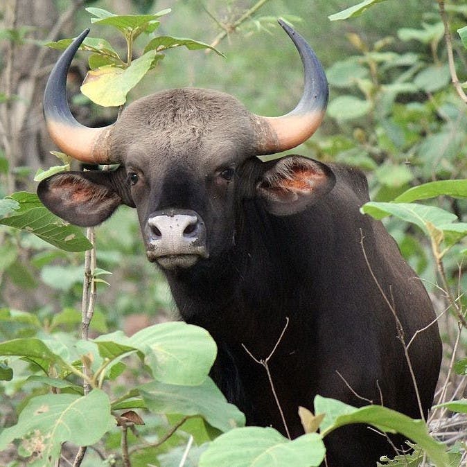 Visit Trishna Wildlife Sanctuary For Bisons | LBB, Kolkata