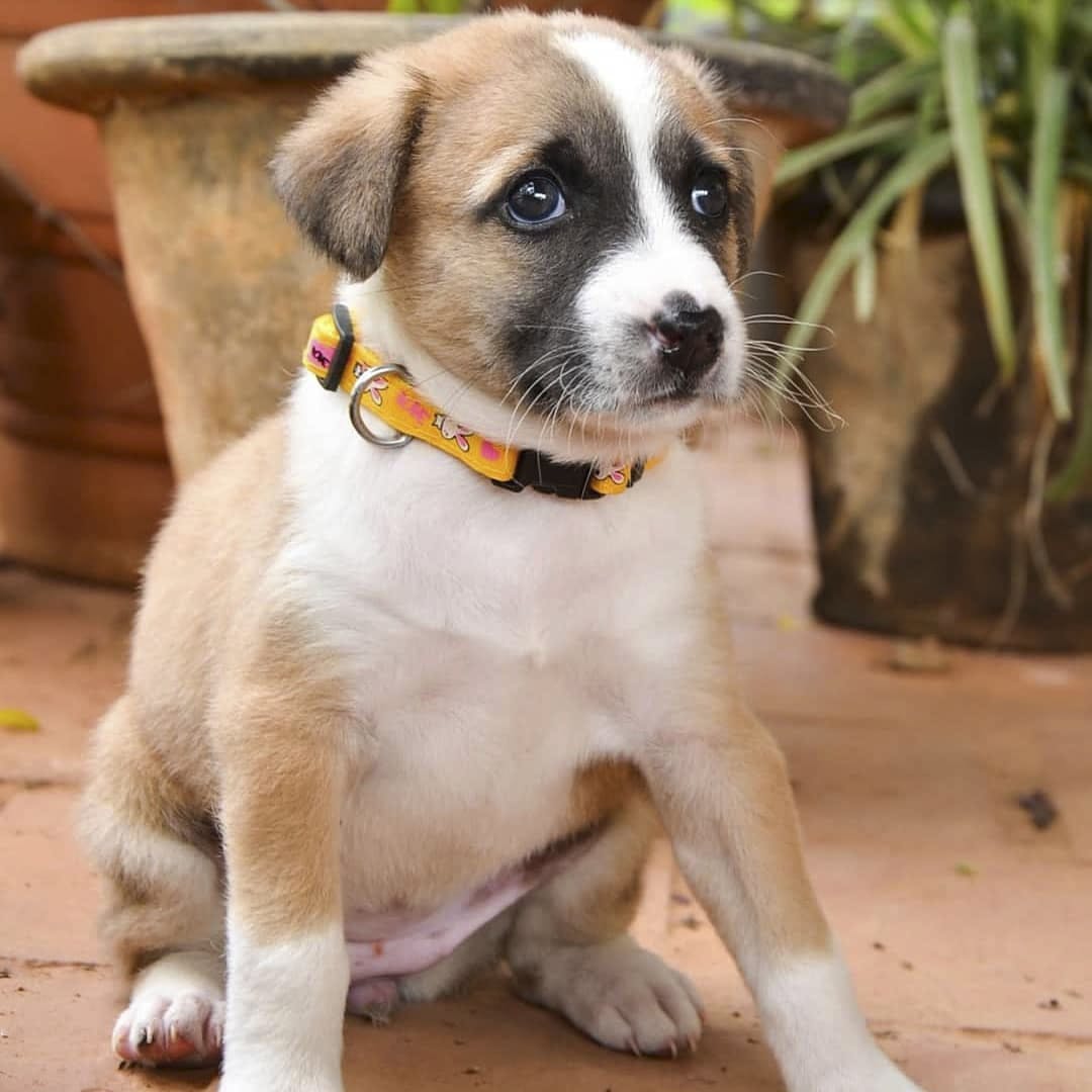 Adopt From These Animal Adoption Centres | LBB, Bangalore
