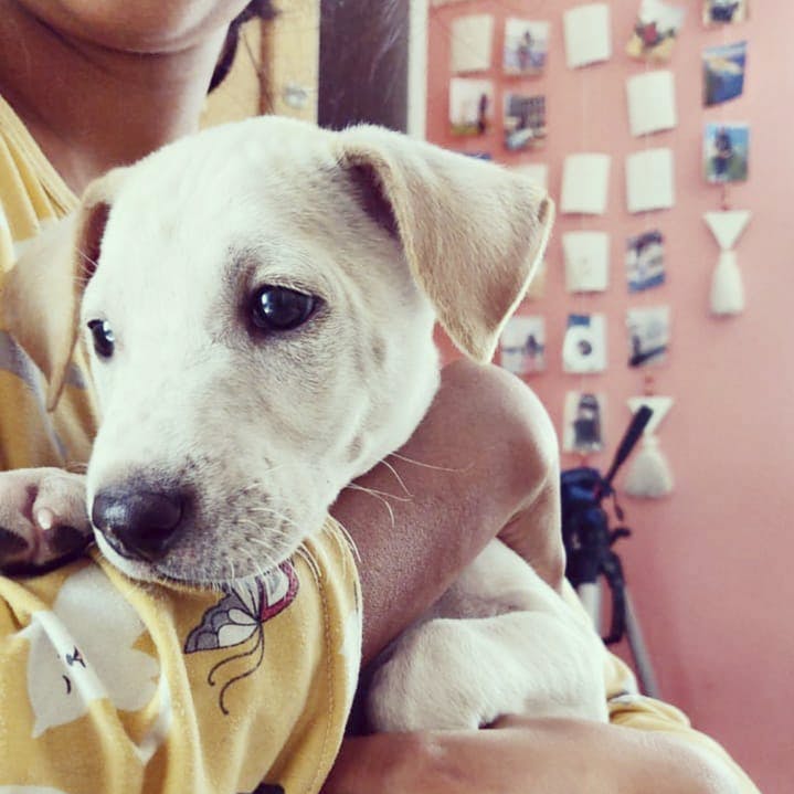 Adopt From These Animal Adoption Centres | LBB, Bangalore
