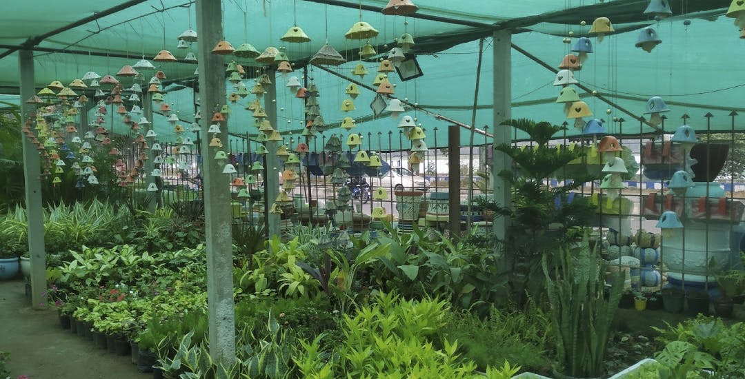 Plants & Pots Saniya Nursery, Koramangala LBB, Bangalore