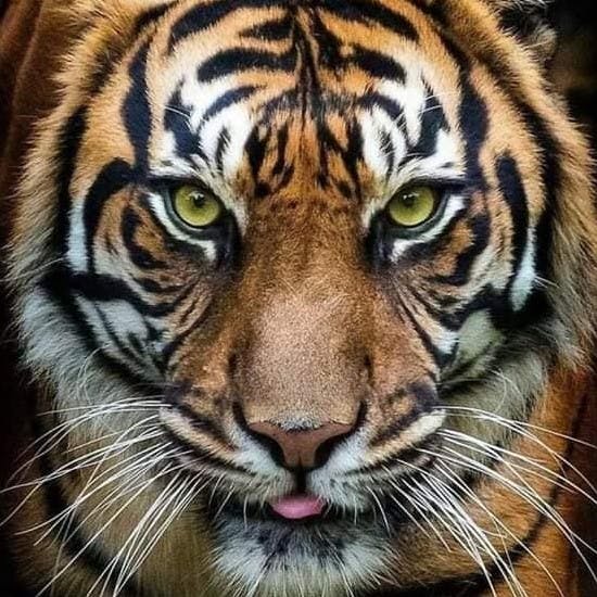 Tiger,Bengal tiger,Whiskers,Felidae,Vertebrate,Skin,Organism,Carnivore,Siberian tiger,Terrestrial animal