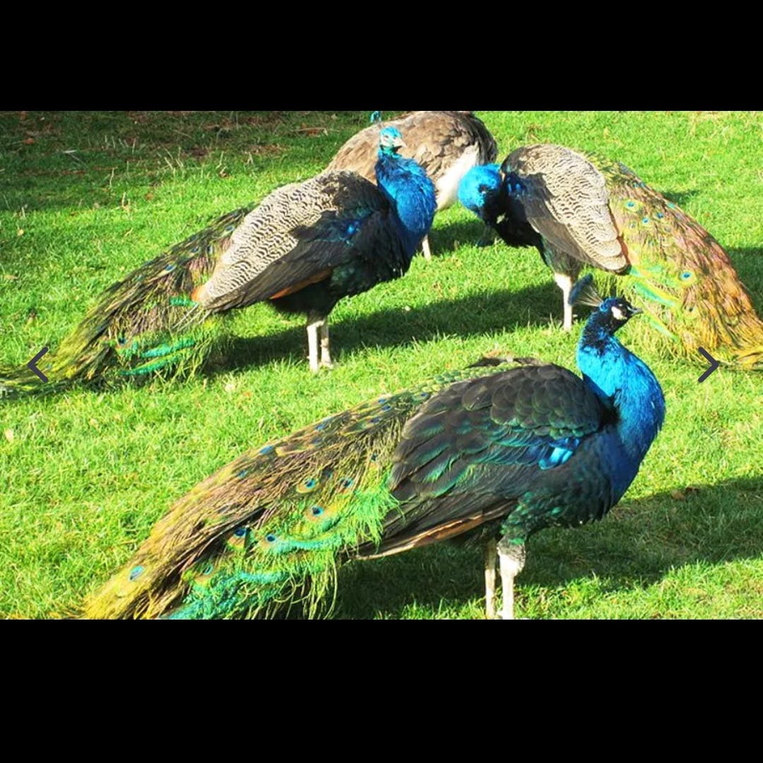 Peafowl,Blue,Phasianidae,Bird,Galliformes,Feather,Beak,Wing,Teal,Electric blue