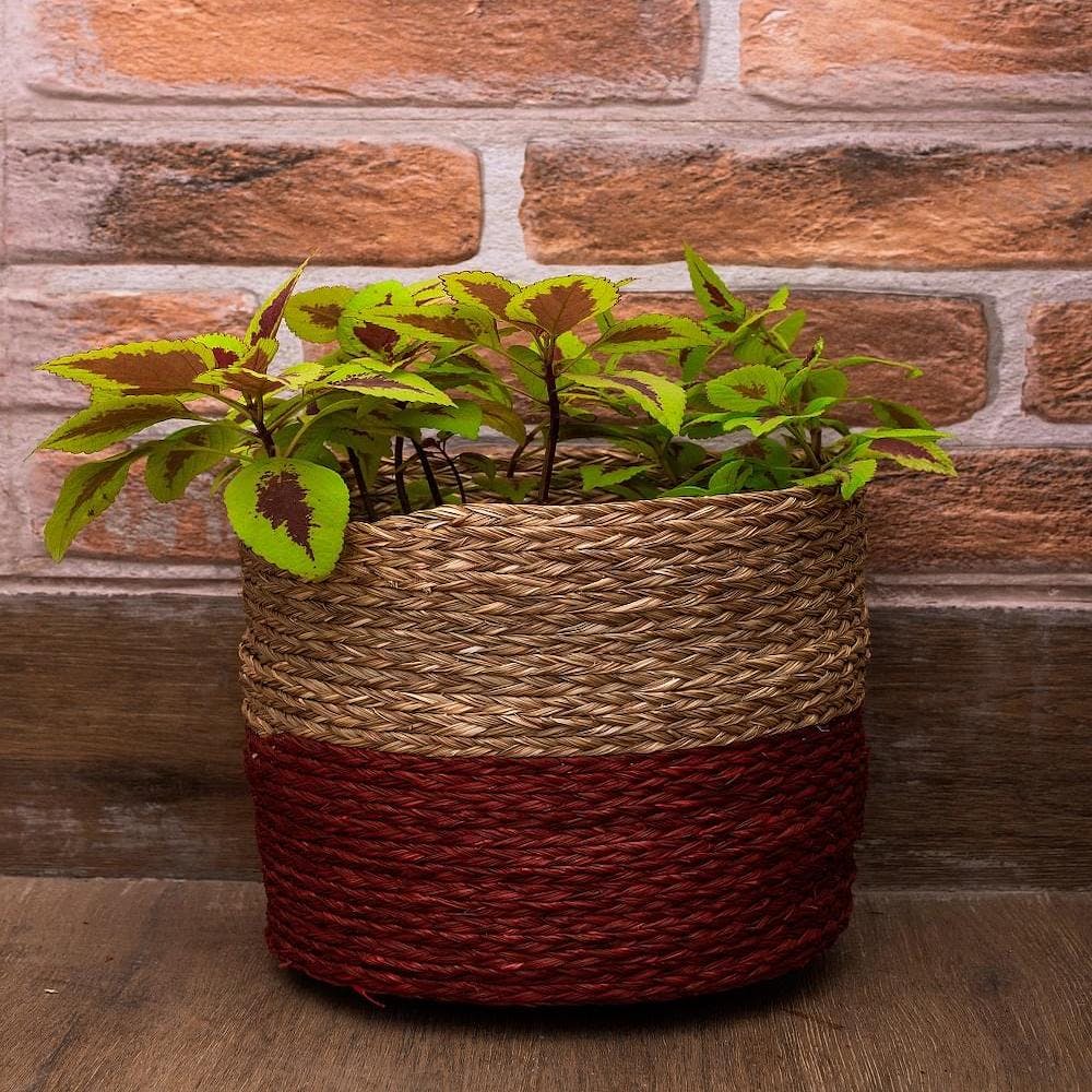 Plant,Houseplant,Flowerpot,Rectangle,Wood,Brick,Wall,Grass,Basket,Groundcover
