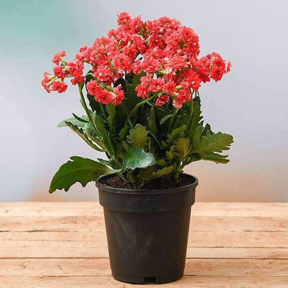 Flower,Plant,Flowerpot,Houseplant,Petal,Vase,Flower Arranging,Flowering plant,Herbaceous plant,Bouquet
