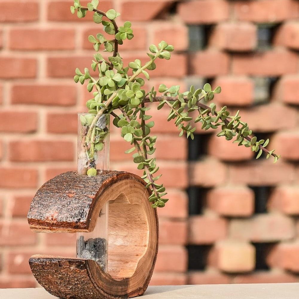 Plant,Brick,Houseplant,Flowerpot,Wood,Twig,Brickwork,Wall,Tree,Art