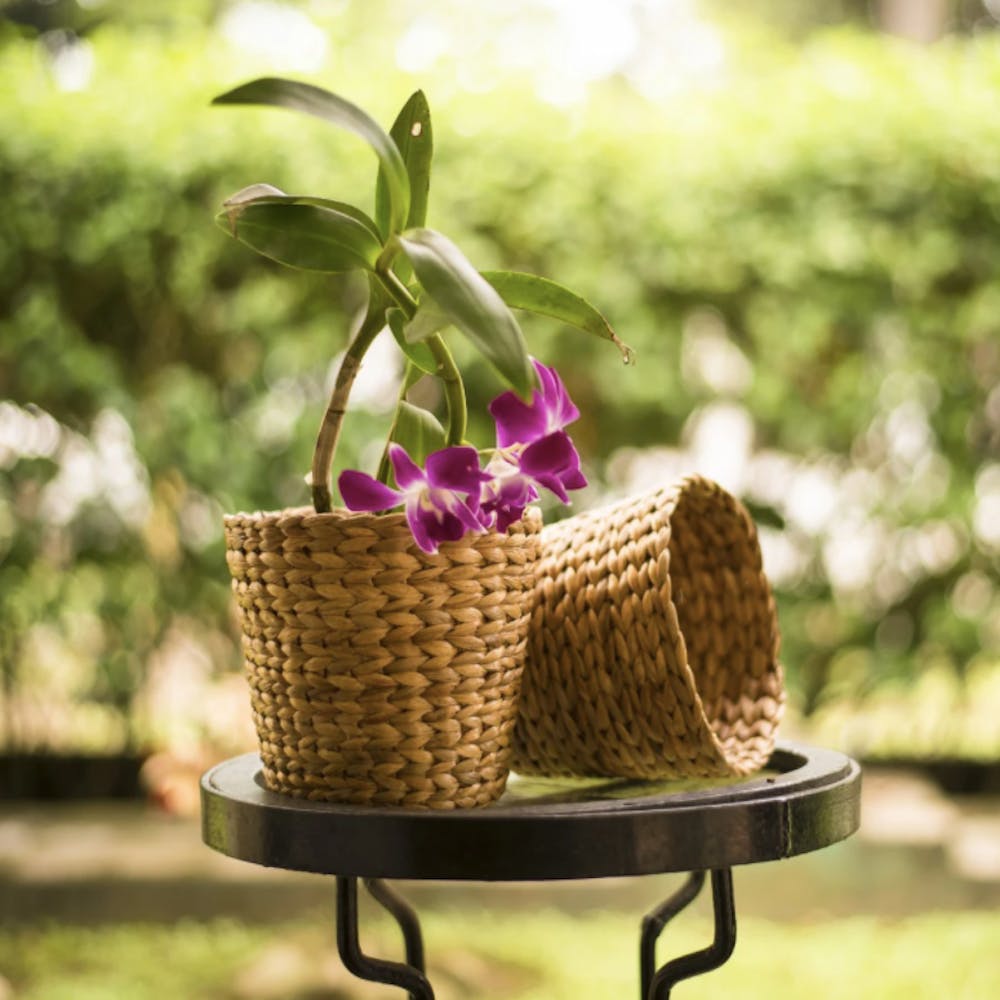 Flower,Plant,Botany,Nature,Storage basket,Leaf,Hat,Purple,Basket,Flower girl basket